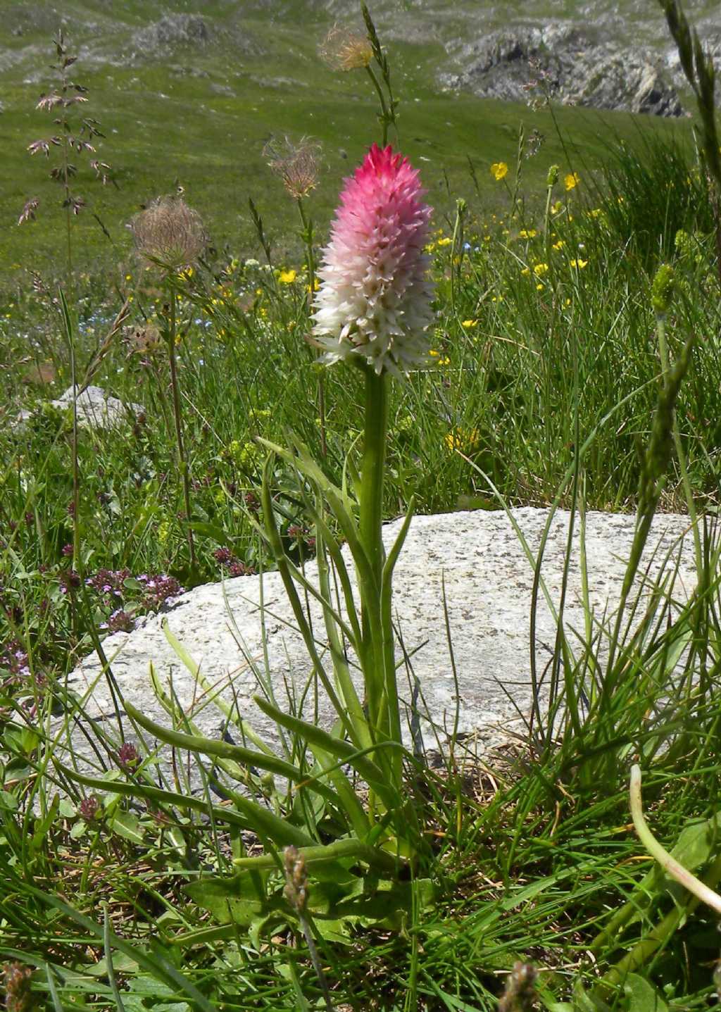 Nigritella corneliana / Nigritella di Cornelia Rudio